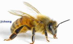 蜜蜂挂件的寓意是什么-蜜蜂挂件的寓意是什么意思