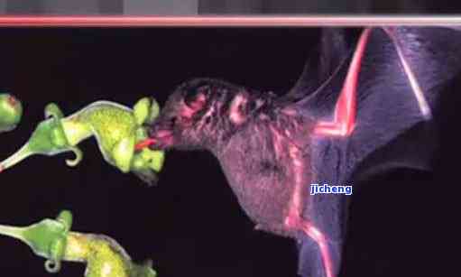 葫芦上有个蝙蝠，神秘的葫芦：上面竟刻有蝙蝠图案！