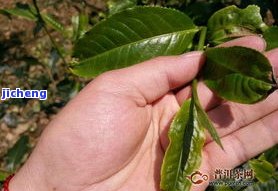 普洱茶盒尺寸多大，怎样选择合适的普洱茶盒？熟悉不同尺寸的差别与用途