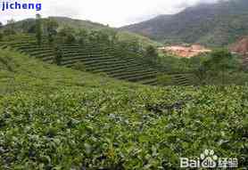 盘磨山普洱茶-盘磨山普洱茶产地