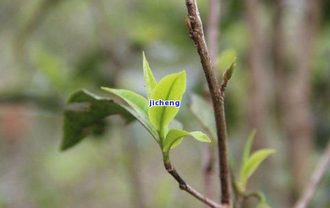 普洱茶有小叶种吗？熟悉不同种类的普洱茶