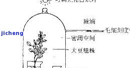 探究茶珀的价值：全球十大最昂贵琥珀排名及相关问题解答