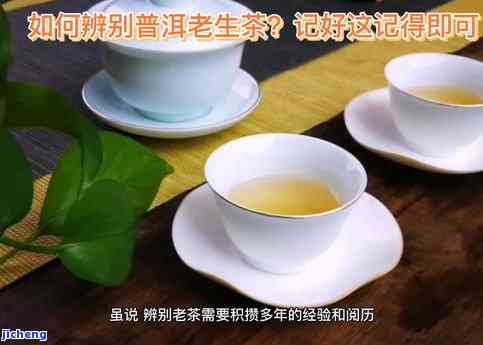 普洱茶寻茶人是什么茶，「普洱茶寻茶人」：揭秘中国古老茶文化的神秘之旅