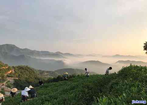 太阳山普洱茶-太阳山普洱茶价格表