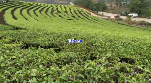 大梨树普洱茶图片：茶园美景与精选茶叶照片