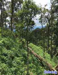 易武天门山普洱茶价格，探索云南的自然宝藏：易武天门山普洱茶的价格与品质解析