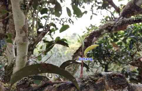 普洱茶枝条发芽时间：从种植到出土的全过程解析