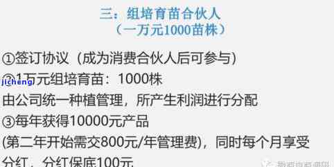 酸代用茶怎么泡，轻松掌握！酸代用茶的正确冲泡方法