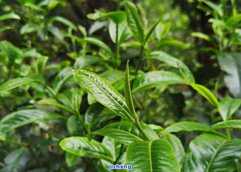 大树叶普洱茶-大树叶普洱茶图片