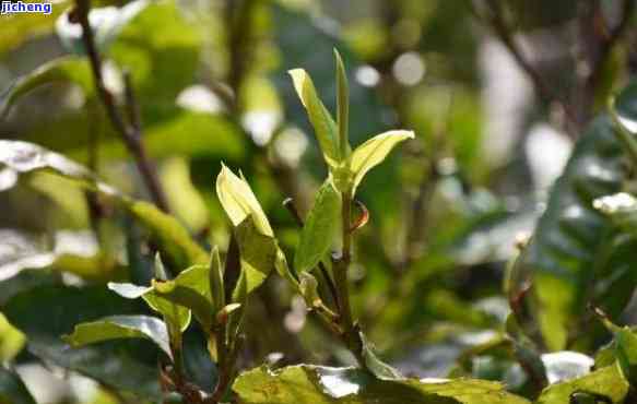 景谷号普洱茶-景谷普洱茶口感特点