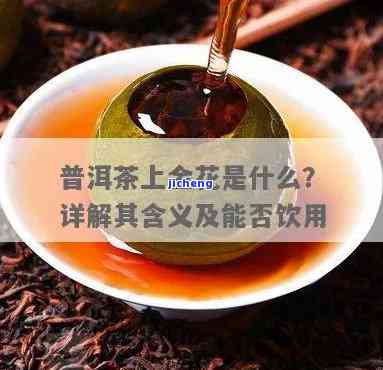 普洱茶上的金花是什么？能否饮用？详解普洱茶中的金花特性