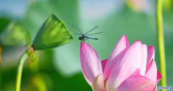 蜻蜓落莲花的吉祥寓意-蜻蜓落莲花的吉祥寓意是什么