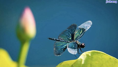 莲花蜻蜓的寓意和象征：探索其深层次含义