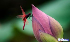 高清无水印：莲花蜻蜓的图片大全及大图