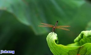 属虎的能带翡翠龙牌吗-属虎的可以戴翡翠龙牌吗