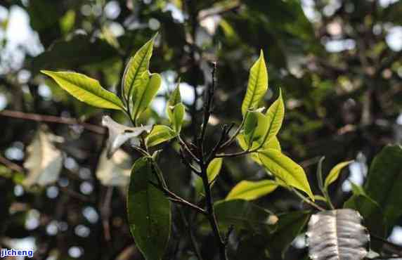 昔归普洱茶价格375克，探究昔归普洱茶的市场价格：一饼375克的价格是多少？