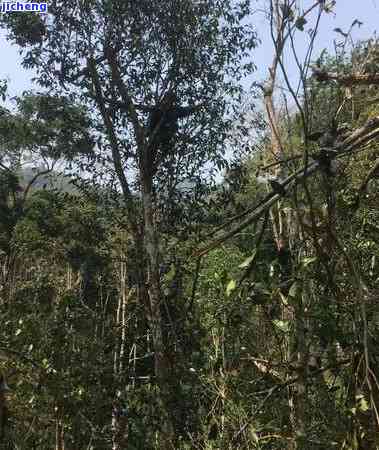 天喝茯苓茶对身体好吗，日养生必备：茯苓茶的功效与饮用建议