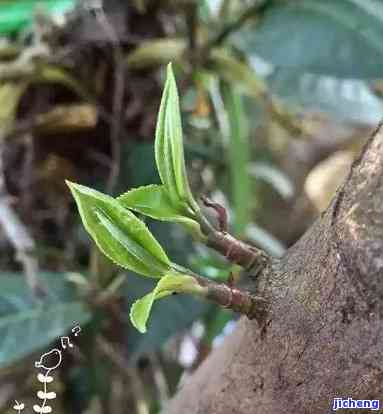 易韵普洱茶，品味易韵普洱茶：享受特别的云南风味