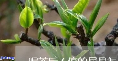 福牌普洱茶价格全览：最新价格表及市场行情分析