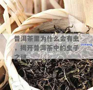 大渡岗红茶价格查询，最新！大渡岗红茶市场价格行情查询