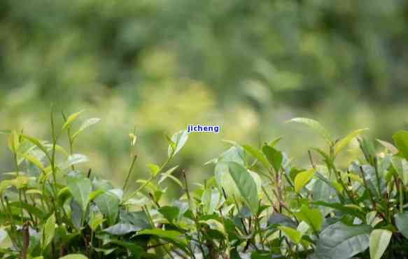 普洱茶的栽培，深度解析：普洱茶的栽培技术与管理策略