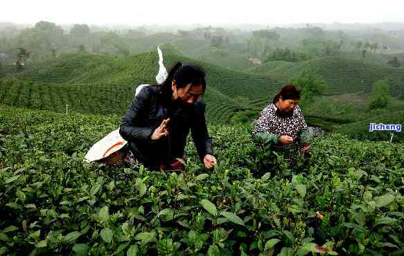 大妈买普洱茶-大妈买普洱茶视频