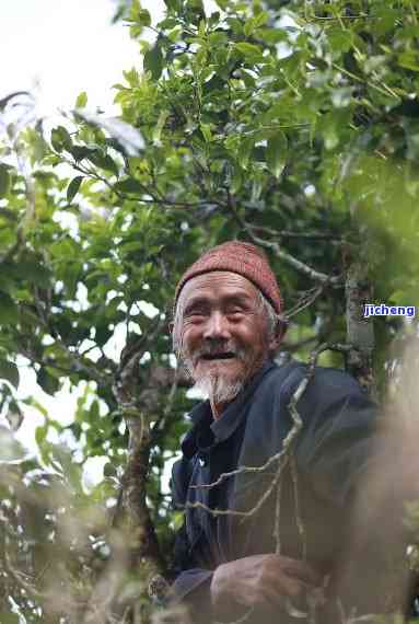 普洱茶推老人-普洱茶 老人