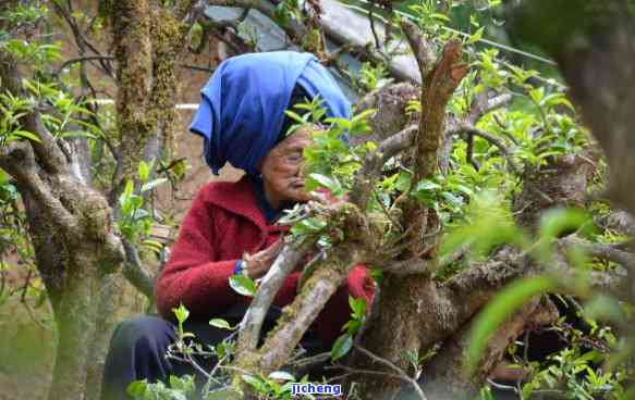 普洱茶推老人-普洱茶 老人