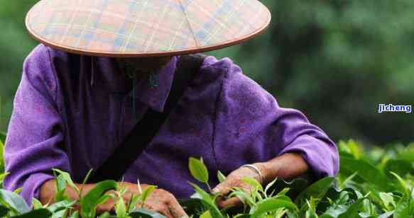 普洱茶推老人-普洱茶 老人