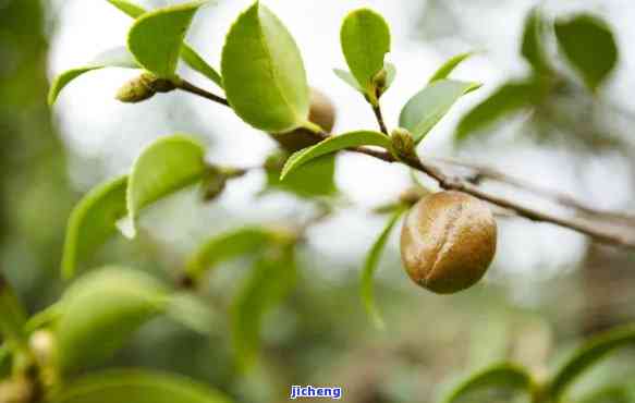 普洱茶茶果，品味自然：探索普洱茶与茶果的完美结合