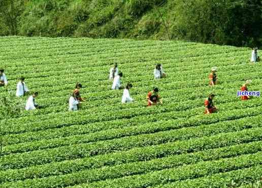 大度茶：从茶园到科技，全方位展示企业风采