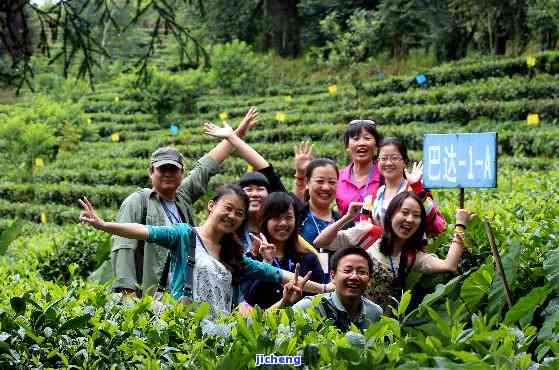 大度茶：从茶园到科技，全方位展示企业风采