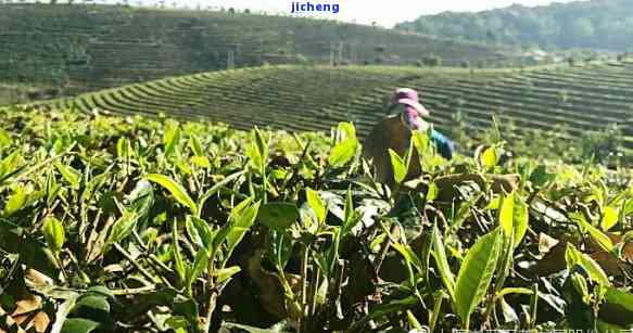 大度岗普洱茶-大度岗普洱茶多少公理