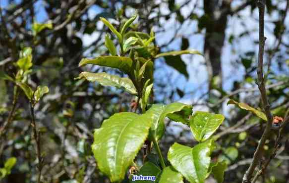 普洱茶的胶质：特性、颜色与质感全解析