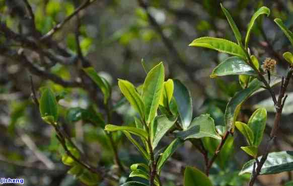 普洱茶的胶质-普洱茶的胶质感