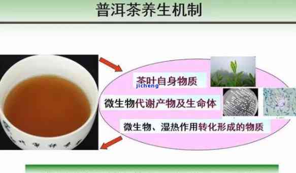 探究普洱茶的生理药理功能及其作用机制