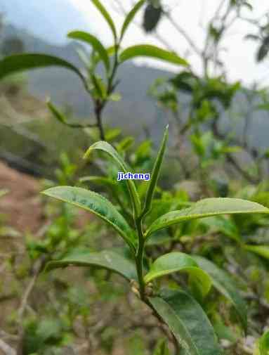 普洱茶叶子大小对口感的作用：大叶 vs 小叶哪个更好？