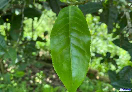 普洱茶对叶子-普洱茶对叶子的作用