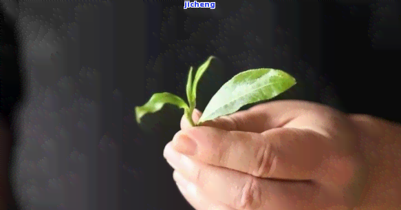 普洱茶绿芽苞：究竟属于什么类型的茶？