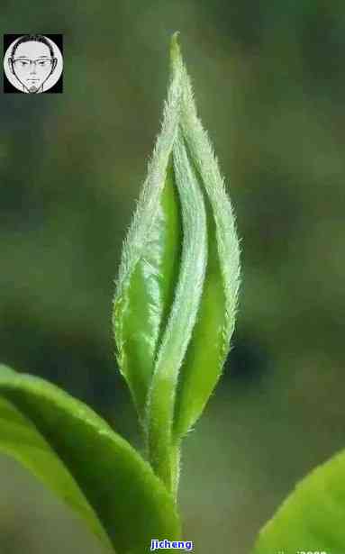 普洱茶绿芽苞-普洱茶绿芽苞喝了对身体好吗