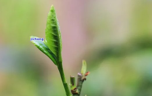 普洱茶绿芽苞-普洱茶绿芽苞喝了对身体好吗