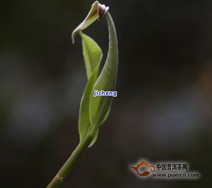 普洱茶绿芽苞-普洱茶绿芽苞喝了对身体好吗