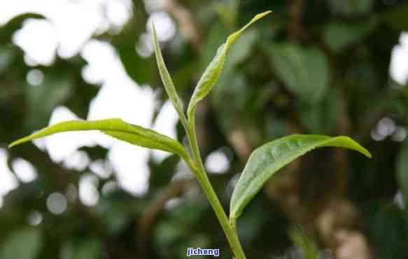 普洱茶绿芽苞-普洱茶绿芽苞喝了对身体好吗