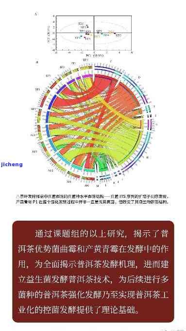 普洱茶中的酶：揭示其特性和作用机制