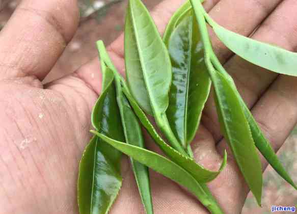 普洱茶要知道-普洱茶要知道哪些知识