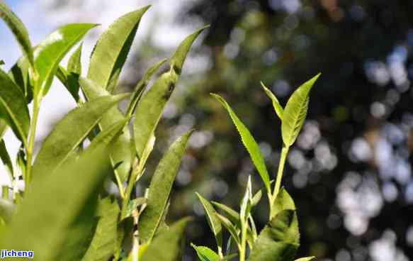 长寿山普洱茶产地，探寻长寿山普洱茶的源头：揭秘其特别产地