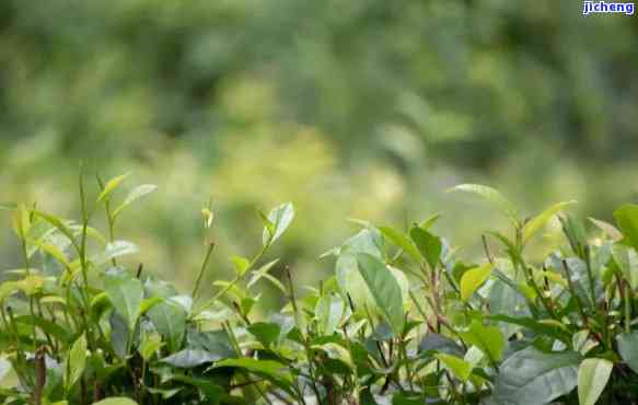 普洱茶茶种植教程：价格、种植方法及视频全攻略