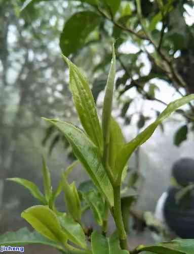 黄字的普洱茶有哪些，探寻黄色普洱茶的世界：品种与特点解析