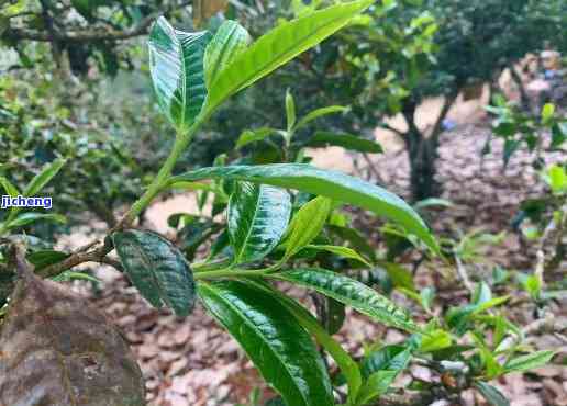 老寨普洱茶多少钱，熟悉老寨普洱茶价格，品味古树名茶的魅力