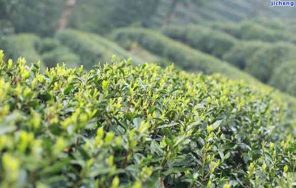 龙山名茶，品味龙山名茶：探寻中国优质绿茶的味道